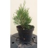 Thuja occidentalis Smaragd